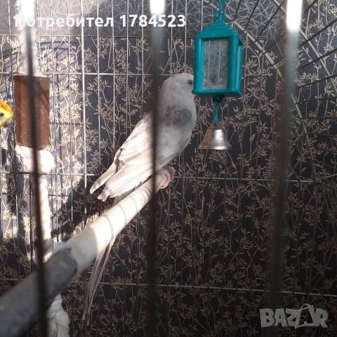 Женски поен папагал 2025г., снимка 3 - Папагали - 52638709