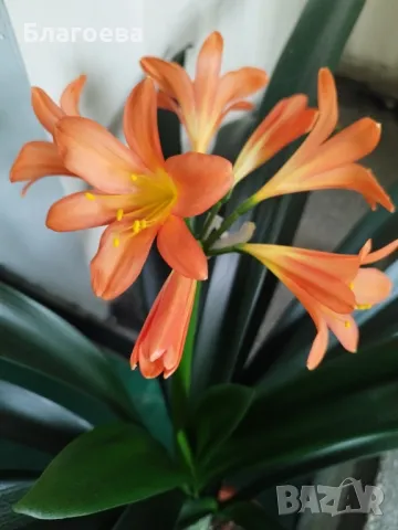 Кливия оранжева с кошничка , снимка 5 - Стайни растения - 47075644