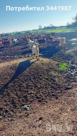 Стадо с женски ,мъжки кози и ярета , снимка 3 - Кози - 52749671