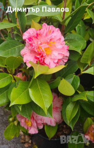 градинска студоустойчива Камелия