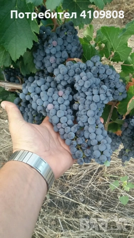 Мерло, снимка 1