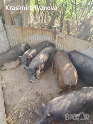 Виетнамски прасета 🐷, снимка 2 - Прасета - 50319107