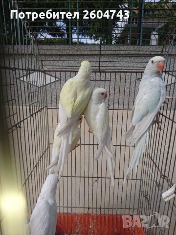 Различни видове папагали, снимка 11 - Папагали - 42975780