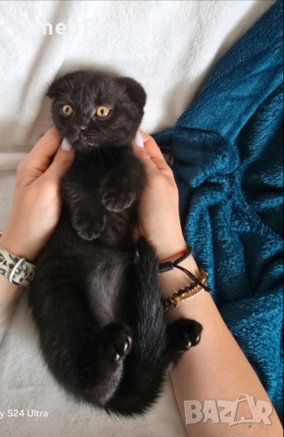 Клепоухи шотландски , снимка 1