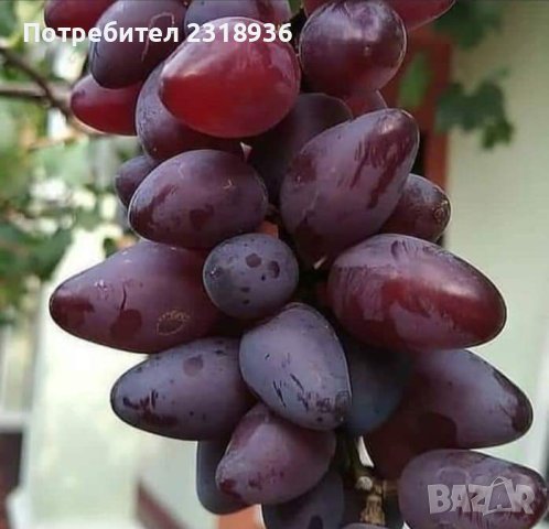 Десертни сортове грозде., снимка 15 - Разсади - 38898244