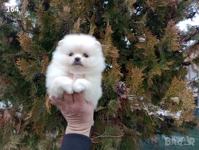 Женски Померан. Реални снимки от 10.02.26 г. , снимка 5 - Померан - 53425419