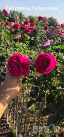 Щамбови рози на гол корен , снимка 4 - Градински цветя и растения - 52324650