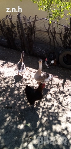  Пеещи гугудки скумрийки, снимка 7 - Патици и гъски - 51812986