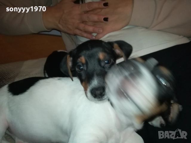 бебе джак-женско 2810251642, снимка 5 - Джак ръсел териер - 52213728