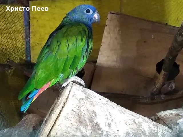 Ръчно хранени бебета папагали от развъдник, снимка 7 - Папагали - 49234289