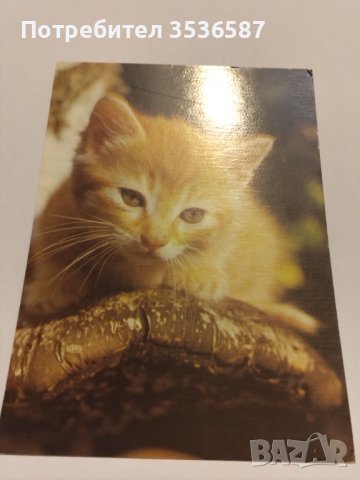 Пощенски картички котки чисти, снимка 4 - Филателия - 40420766