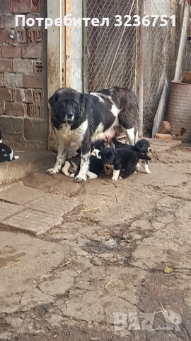 Българско овчарско куче 