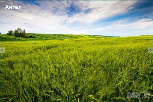 ПРОДАВАМ 8 ДЕКАРА ЗЕМЕДЕЛСКА ЗЕМЯ  ДОБРУДЖА