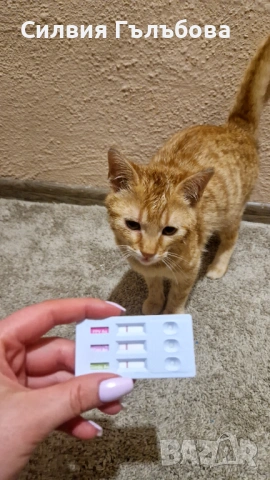 Мъжко коте търси дом, снимка 6 - Други - 53557762