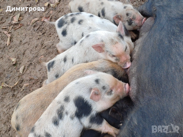 Виетнамски прасета, снимка 4 - Прасета - 51691763