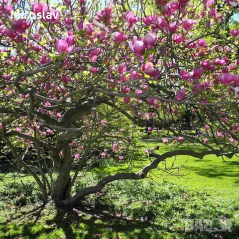 Магнолия Леней  (НОВО!!!) 100/120см, снимка 2 - Градински цветя и растения - 50374220