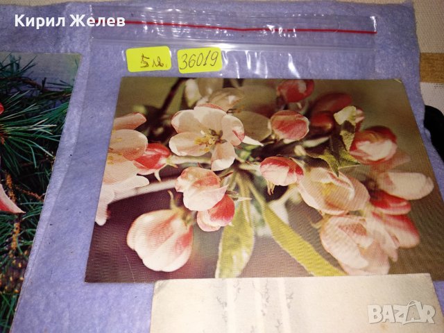 ЛОТ 4 Стари ПОЩЕНСКИ КАРТИЧКИ ФЛОРАЛНА ТЕМАТИКА ЦВЕТЯ НОВА ГОДИНА 36019, снимка 2 - Филателия - 39421172