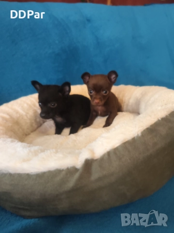 Мини чихупинчери , снимка 5 - Пинчер - 52710666