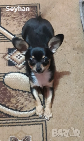 Куче пинчер чихуахуа 