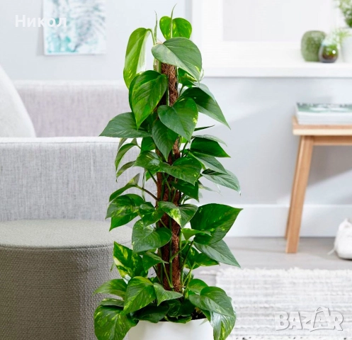 Продавам Сциндапсус – красива стайна лиана., 7 лв, снимка 4 - Стайни растения - 52531610