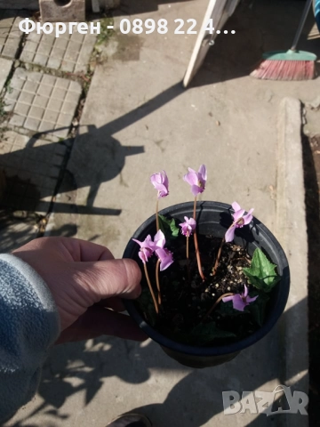 Горска Циклама - Студоустойчива  Луковици  и Растения, снимка 5 - Разсади - 47208115