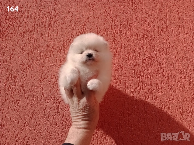 Женски Померани.  Реални снимки от 22.02.26 г. , снимка 3 - Померан - 53523431