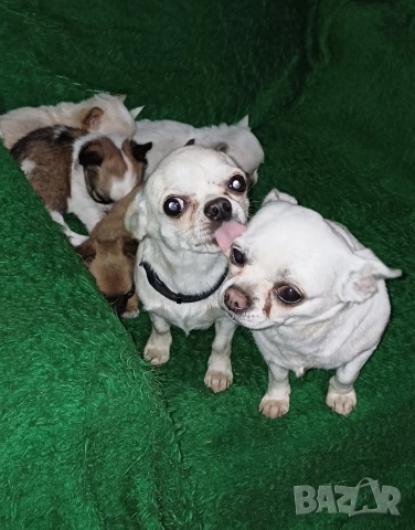 Чистокръвни мини чихуахуа 