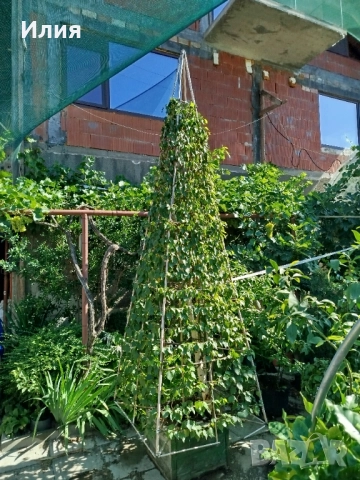 Бреза на формировка пирамида , снимка 2 - Градински цветя и растения - 51471282