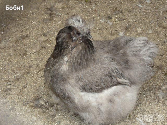 Яйца от копринки, снимка 10 - Кокошки и пуйки - 28681077