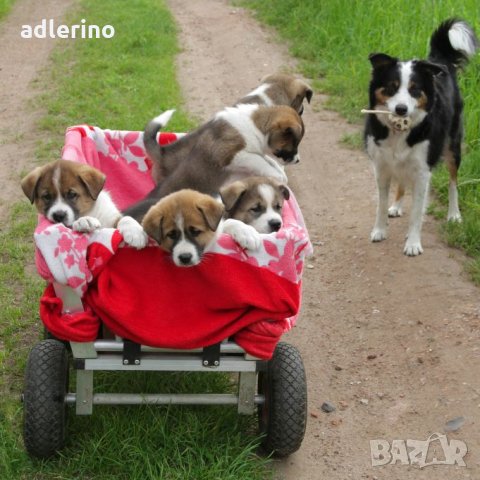 Колело за градинска количка, 3.00-4, 26 см, 2 см ос, полиуретан , до 80 кг, 1 брой, снимка 6 - Други - 34402560