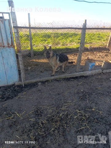 Продавам чистокръвна немска овчарка на 11 месеца , снимка 5 - Немска овчарка - 52939439