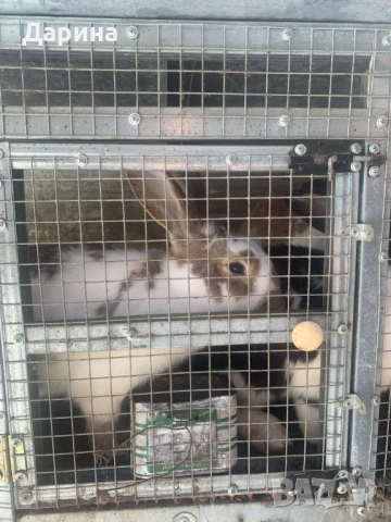 Зайци 6 месеца., снимка 3 - Други - 53534770