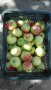 Продавам ябълки , снимка 1 - Домашни продукти - 43241230