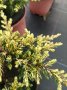 Хвойна Голдшатс, Juniperus Goldschats, студоустойчива!!, снимка 2