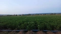 Продавам Картофи, сорт Сорая, снимка 5