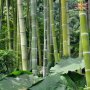 100 Семена от бамбук Moso-Bamboo красиво растение за вашата градина, за декорация , снимка 17