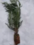 Лейланди, Cupressocyparis leylandii, в мултипалети. 20-30cm., снимка 4