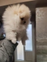 Померан мини женско , снимка 3