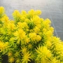 Седум  Анджелина, Sedum rupestre Angelina, снимка 7