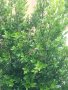 Дафинов лист, лаврово дърво пресни листа за кулинарията