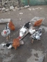 Продавам млади домашни кокошки и петли , снимка 4