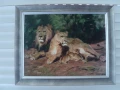 Картини на животни - репродукции, снимка 9