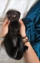 Клепоухи шотландски , снимка 1