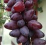 Десертни сортове грозде., снимка 15