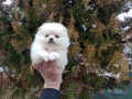 Женски Померан. Реални снимки от 10.02.26 г. , снимка 5