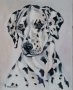 Далматинци , снимка 3