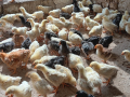 пилета, снимка 1 - Кокошки и пуйки - 44895974