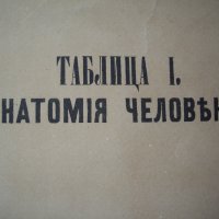 1881 Голям руски албум с цветни страници, снимка 8 - Антикварни и старинни предмети - 37618970
