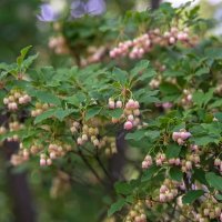 Енкиантус/ Enkianthus Campanulatus, снимка 4 - Разсади - 40314715