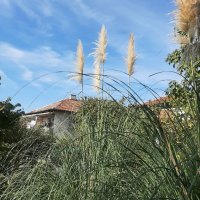 Пампаска трева цвят, снимка 3 - Други - 38453360